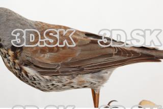 Fieldfare-Turdus pilaris 0027